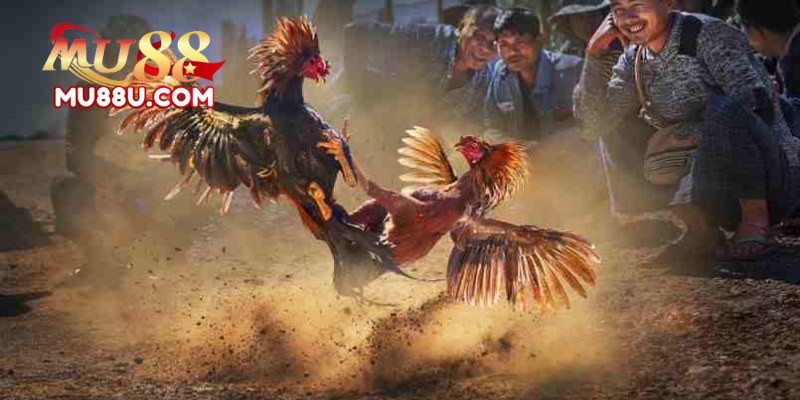 Đá Gà Mu88: Những Điều Thú Vị Về Đá Gà 1 Đá Gà Mu88